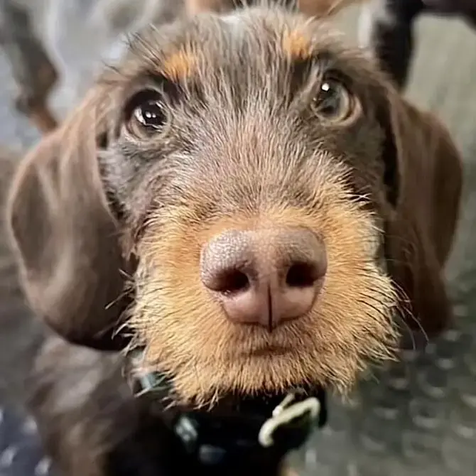 Dachshund (Miniature Wire-Haired)