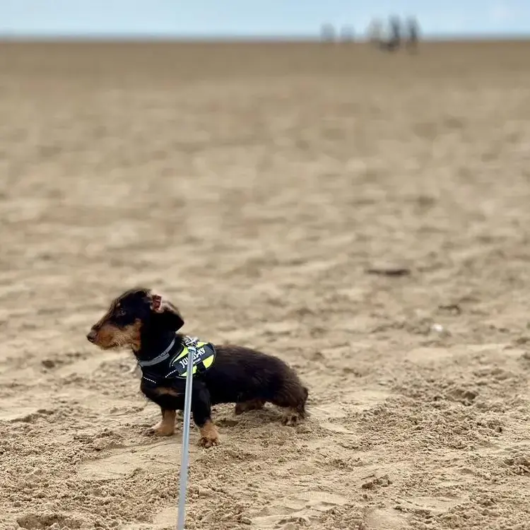 Dachshund (Miniature Wire-Haired)