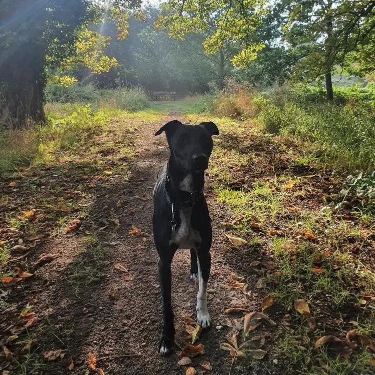Whippet