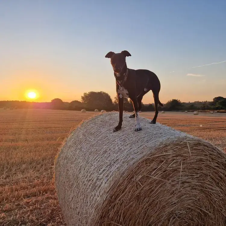 Whippet