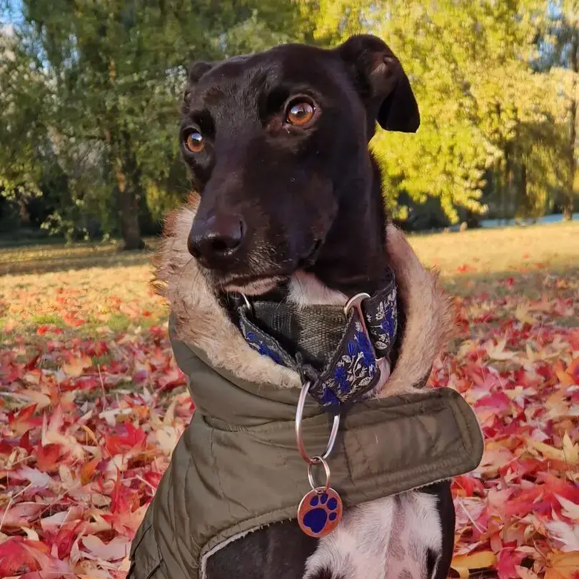 Whippet
