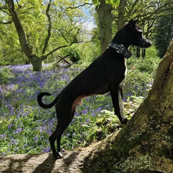 Whippet