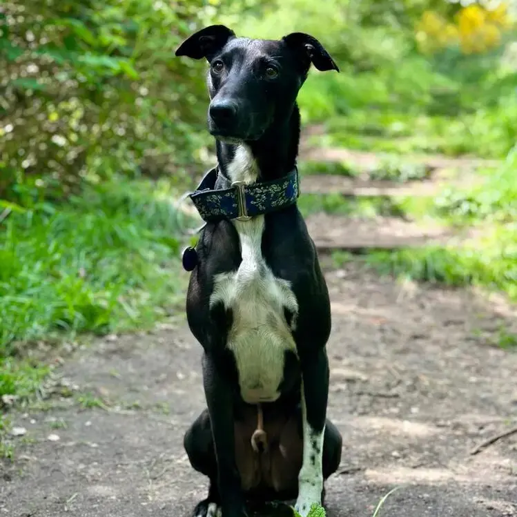 Whippet