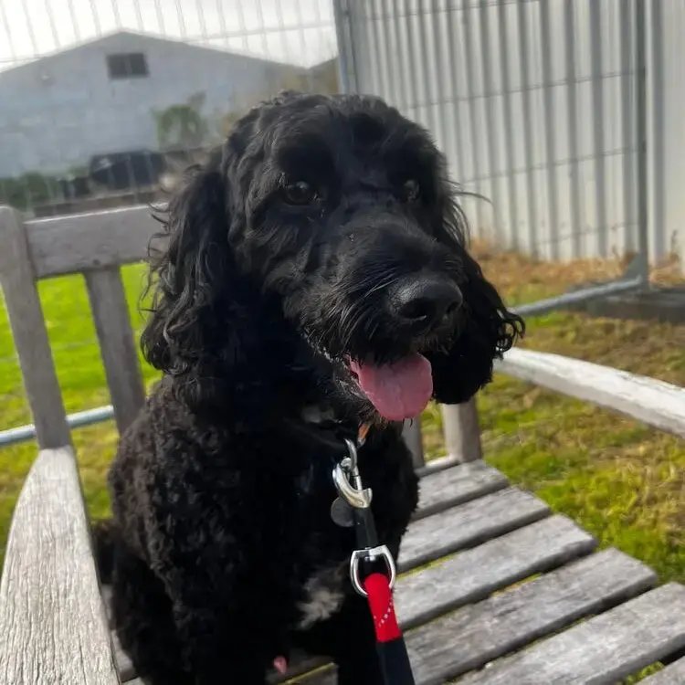 Poodle (Standard)