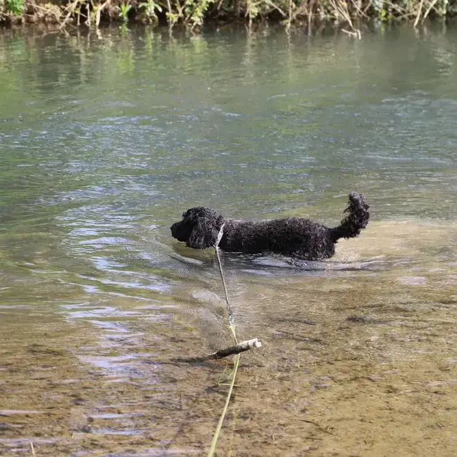 Poodle (Standard)