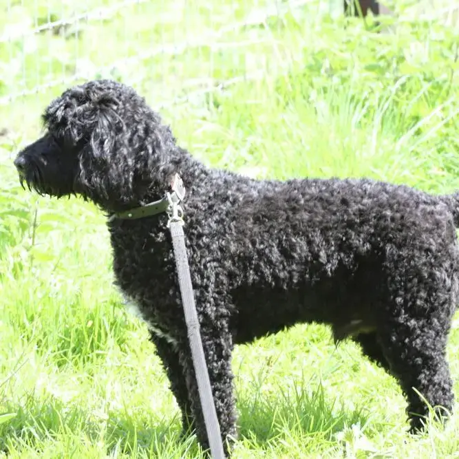 Poodle (Standard)