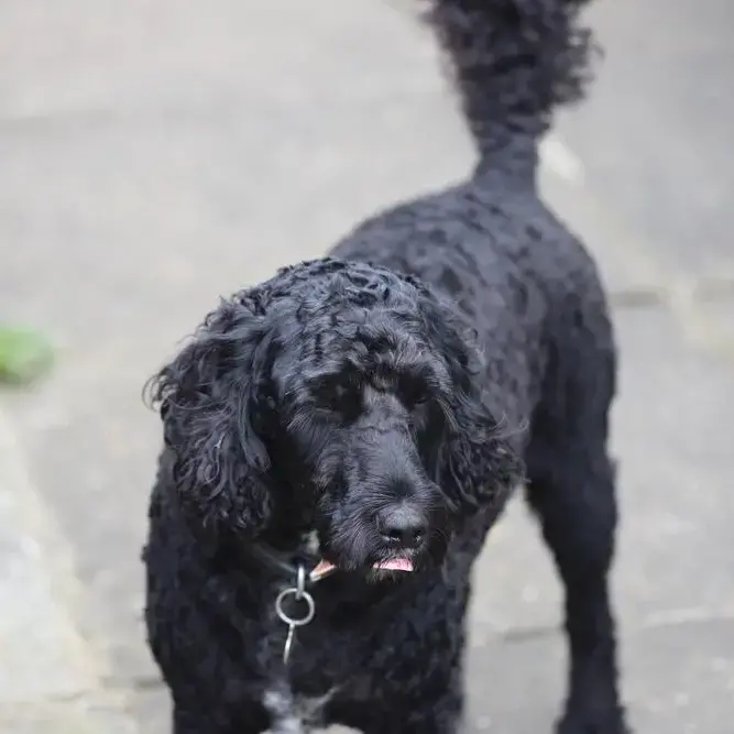 Poodle (Standard)