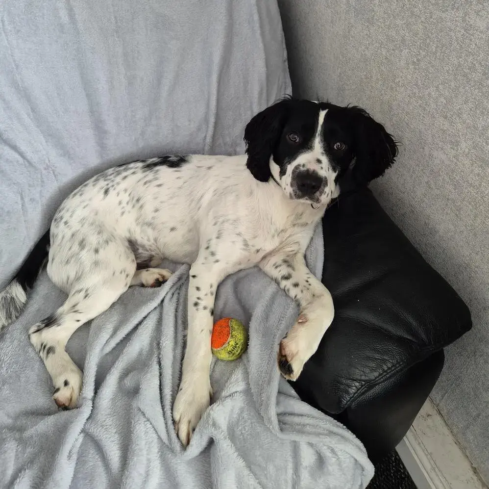 English Springer Spaniel