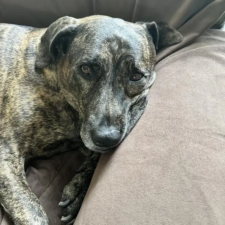 Staffordshire Bull Terrier