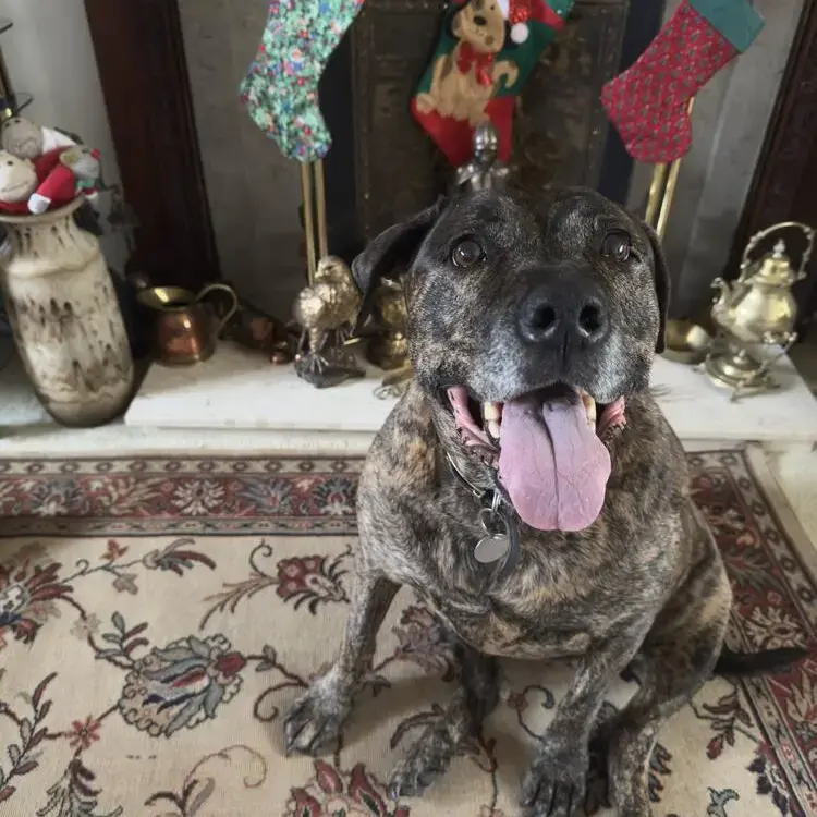 Staffordshire Bull Terrier