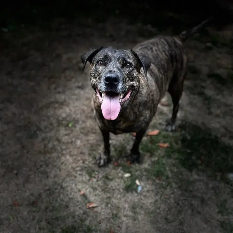 Staffordshire Bull Terrier