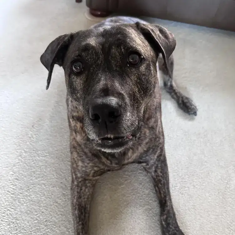 Staffordshire Bull Terrier