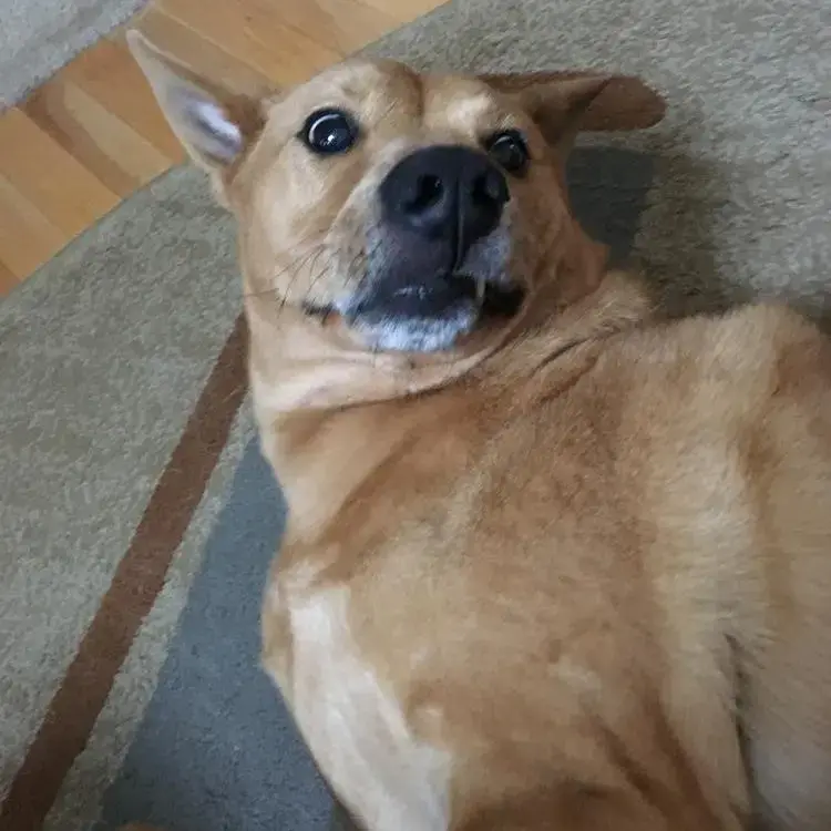 Chow Chow