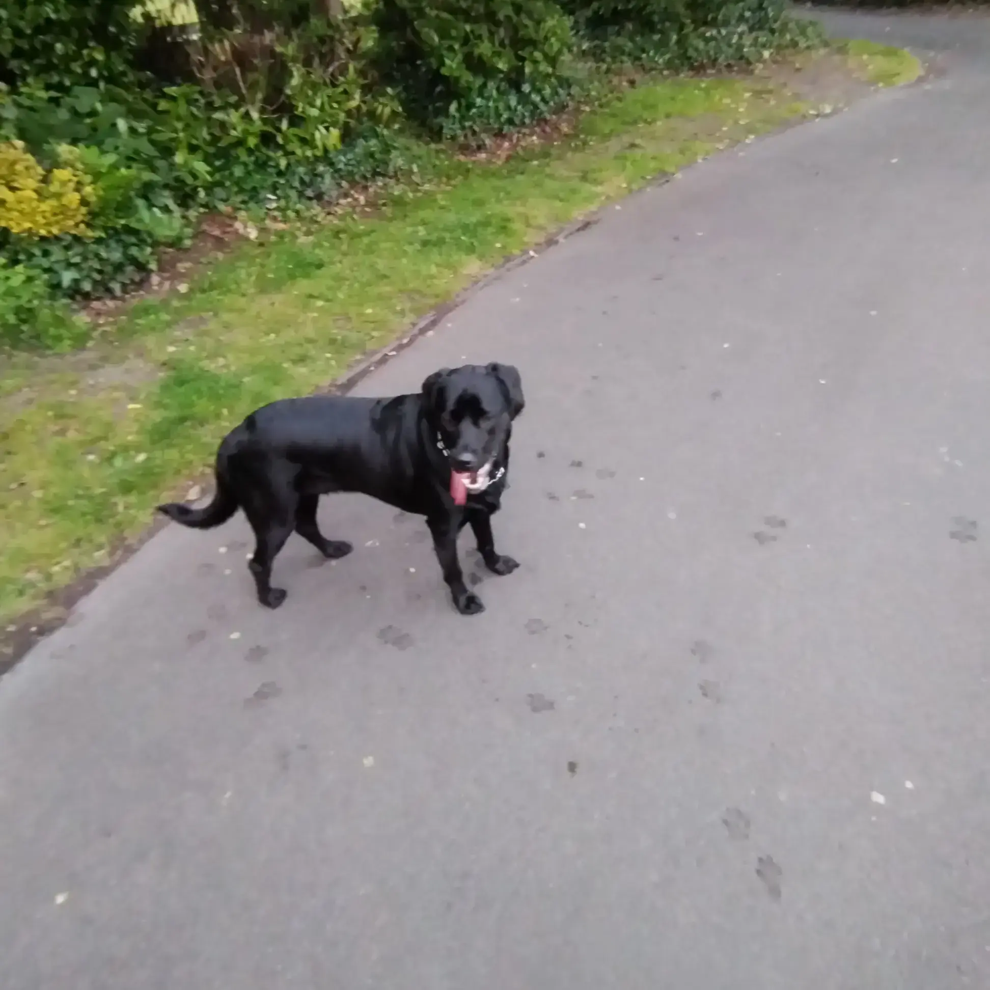 Labrador Retriever