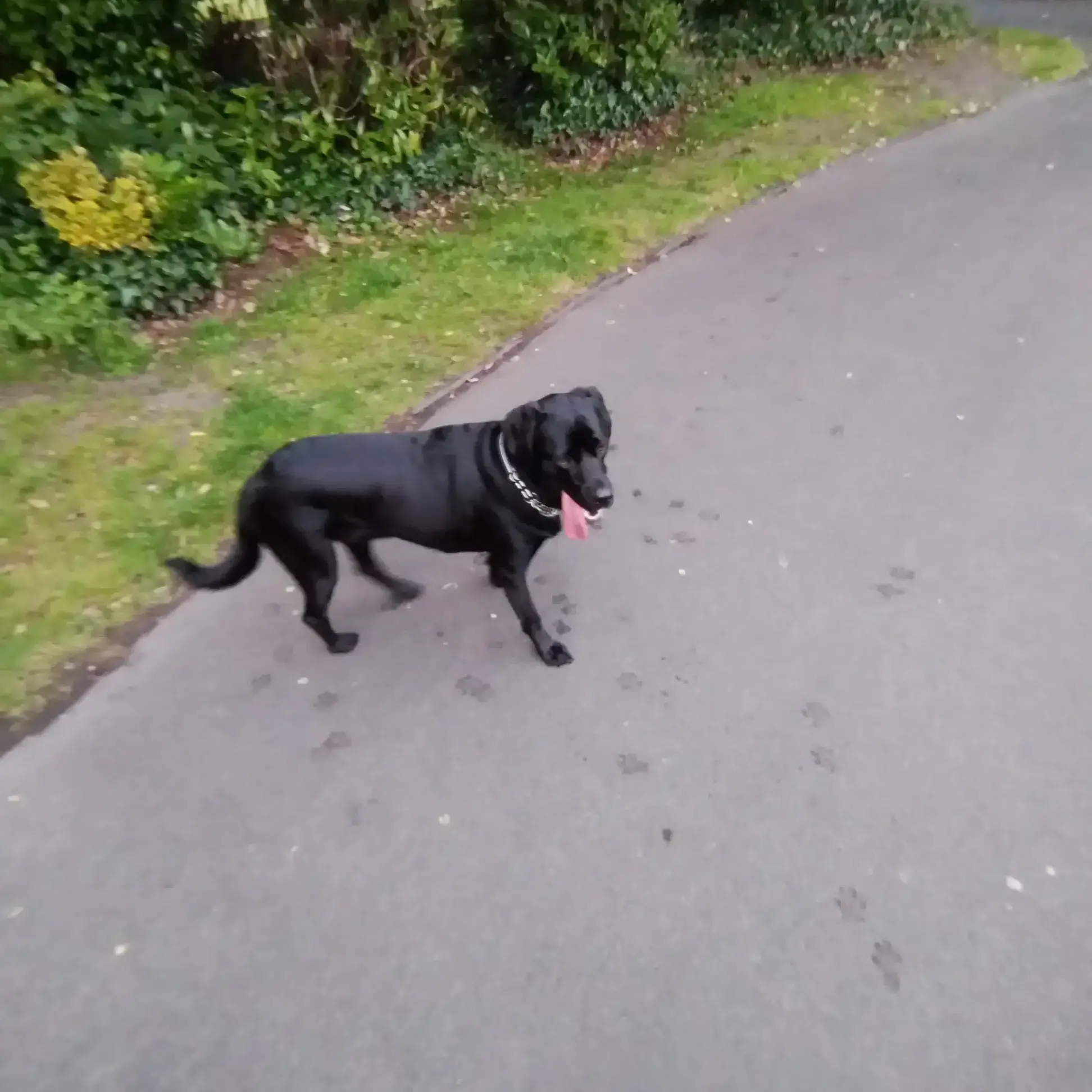 Labrador Retriever