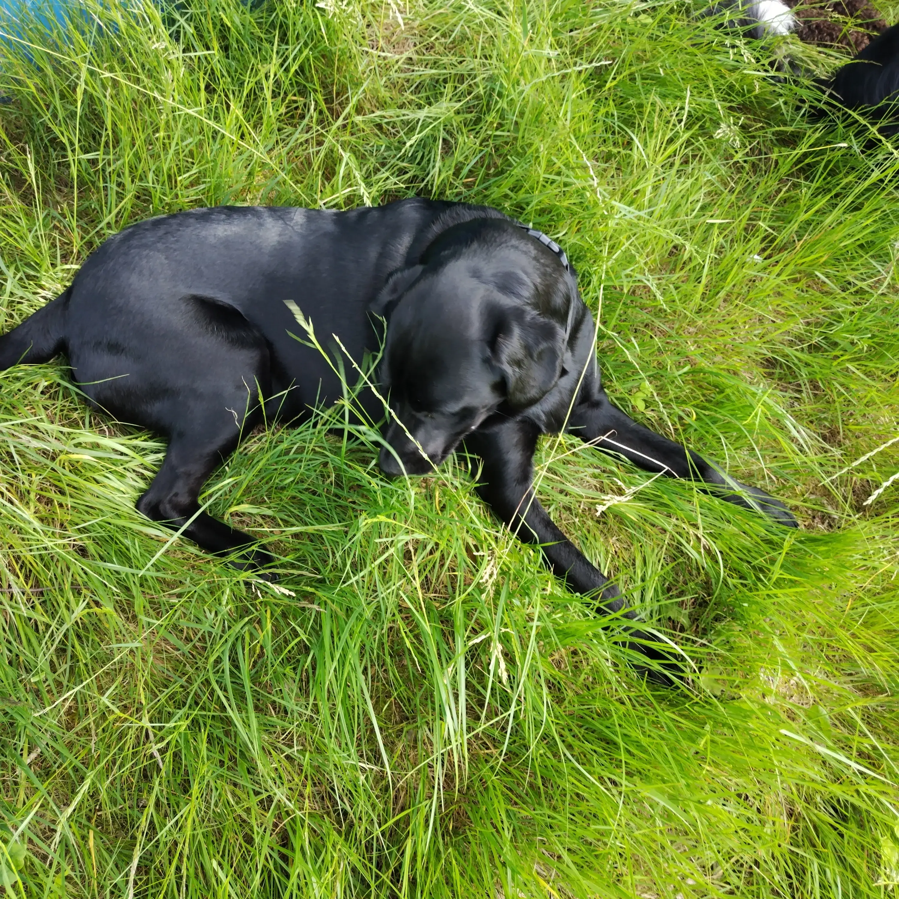 Labrador Retriever