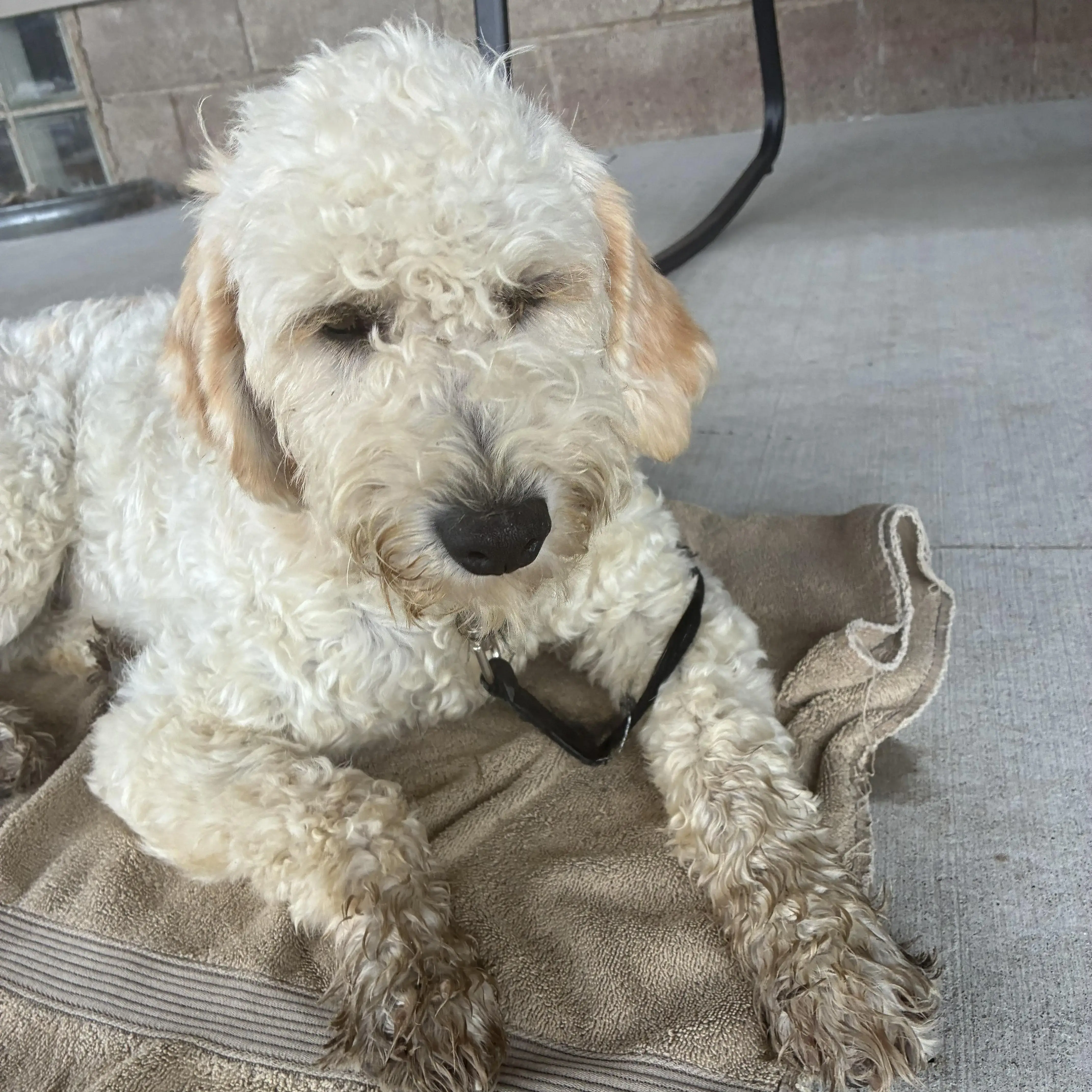 Goldendoodle