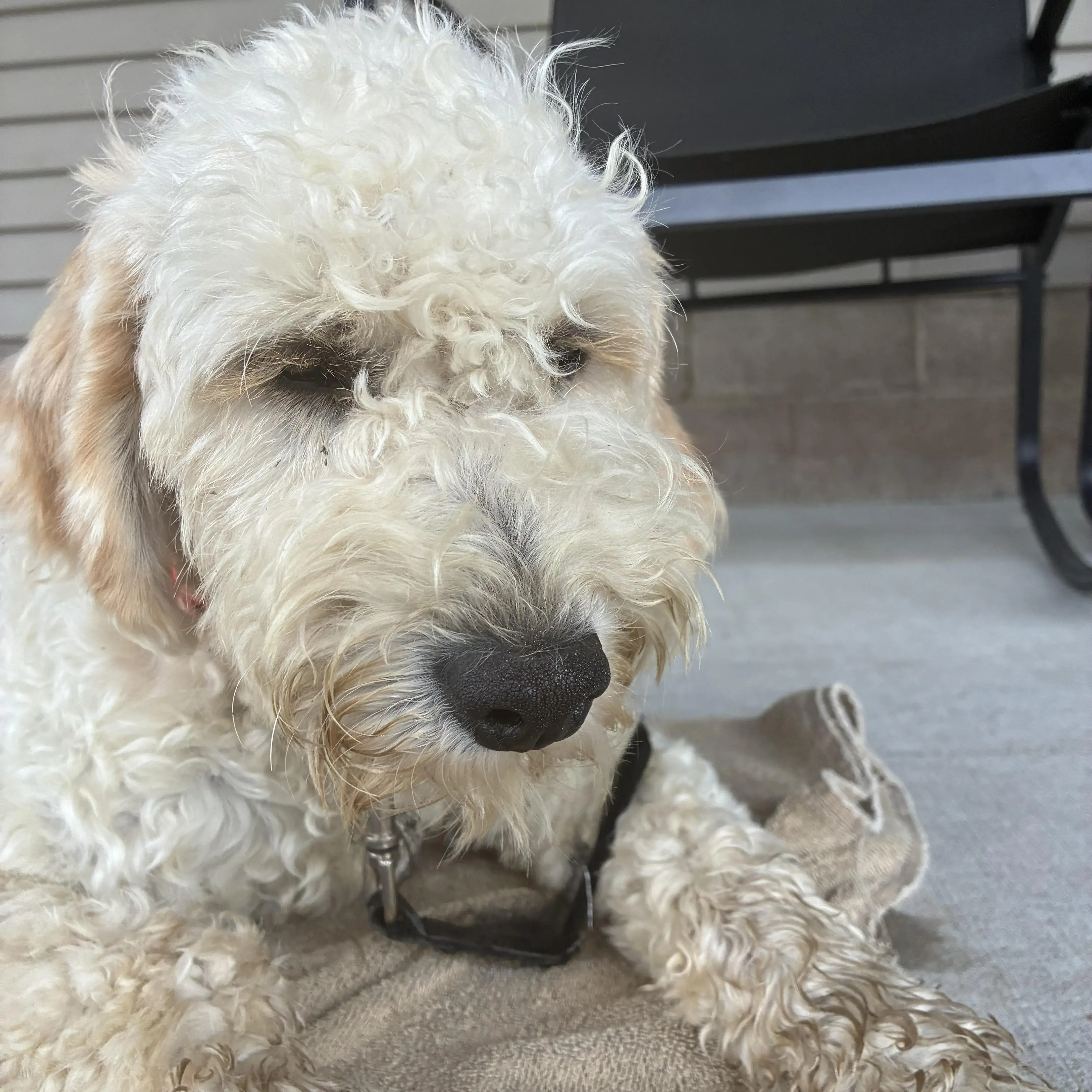 Goldendoodle