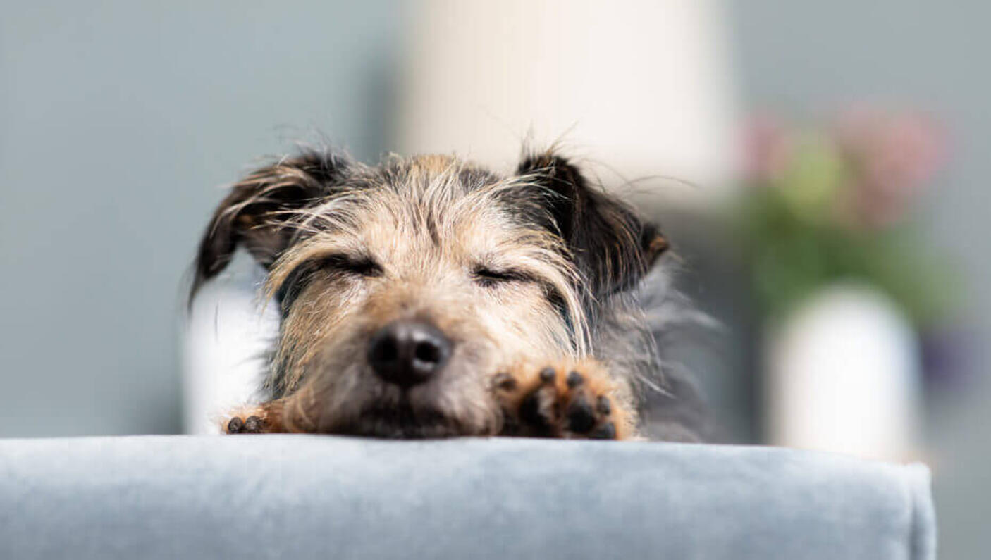 Grey dog is resting on the couch
