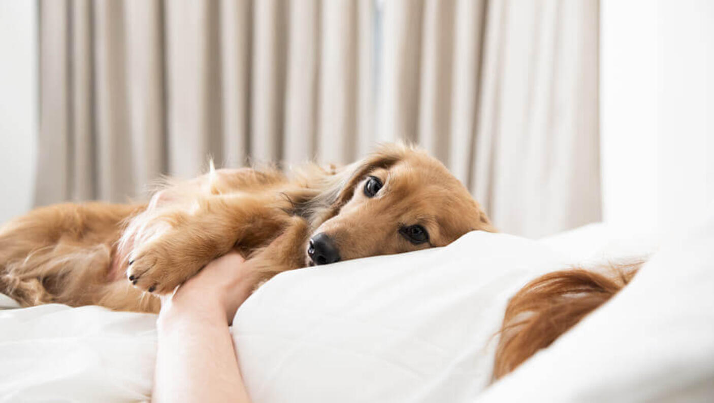 The dog lies with the owner