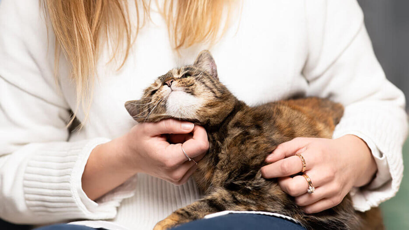 Brown cat being petted by the owner.