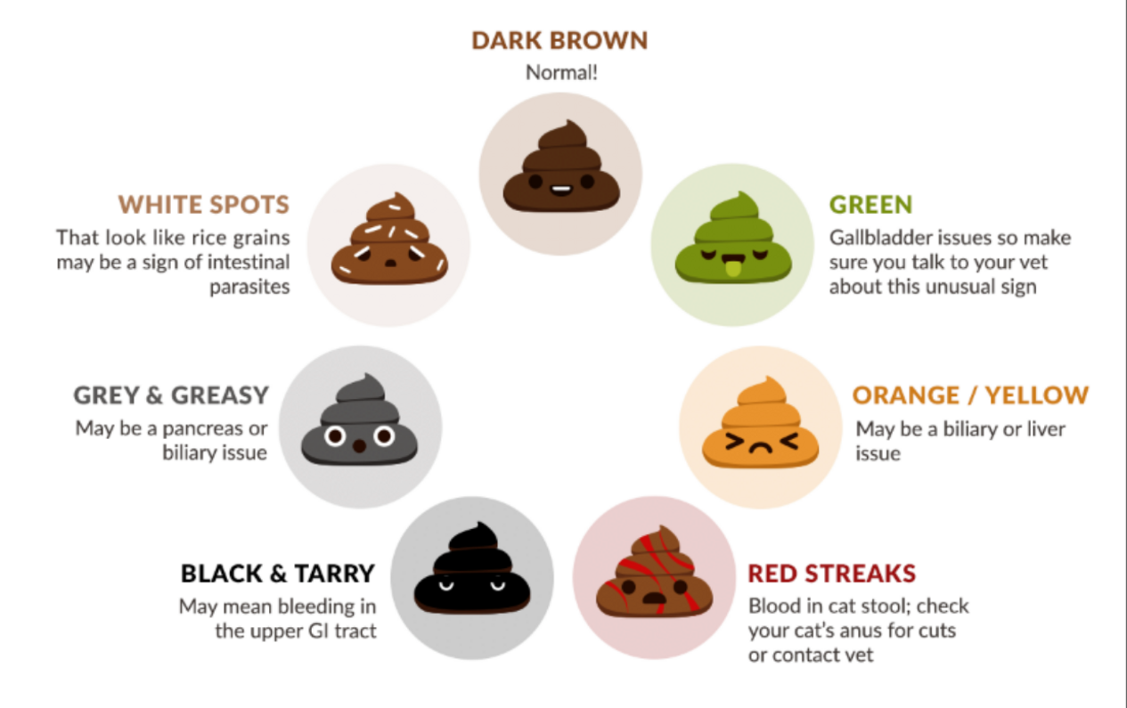 Cat Poop: What Do Colour, Consistency and Smell Tell You