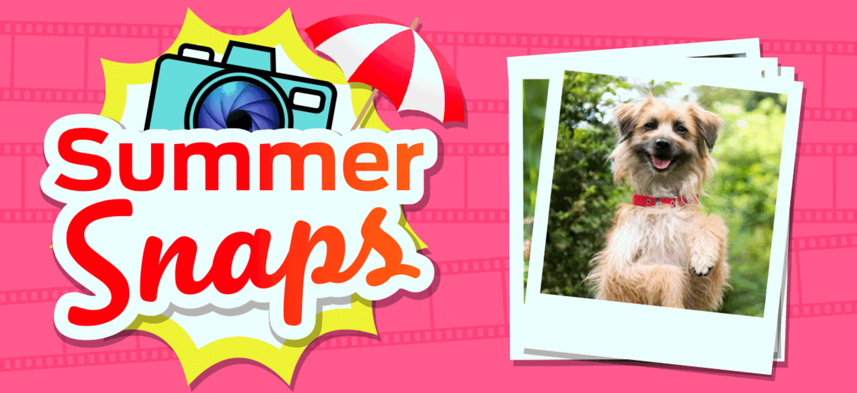 Summer snaps