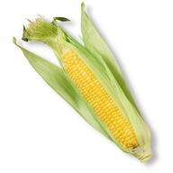 Maize