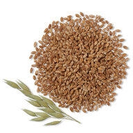 Wheat / Whole-grain Wheat