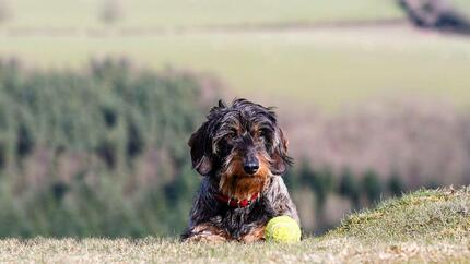 Wire-Haired Dachshund lying down on a hill next to a ball