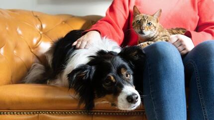 Dog laying with cat on sofa