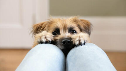 Tiny dog reaching for owner's legs