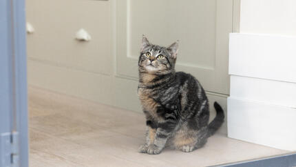 Dark tabby cat looking up out of the window.