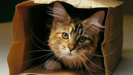 kitten playing in a brown paper bag