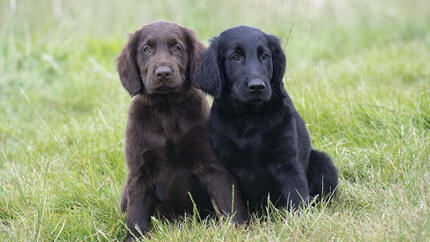 Brown and black dog sitting in grass field