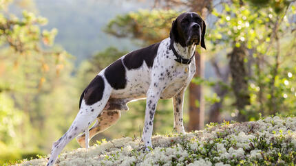 Gun dog pointing and sniffing the air