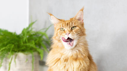 Ginger cat with wide open mouth licking nose.