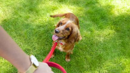 Light brown dog on red lead on the grass looking up at owner.