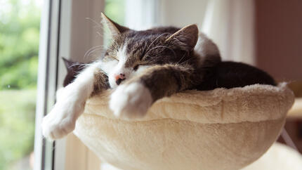 Cat fast asleep on a cat tree