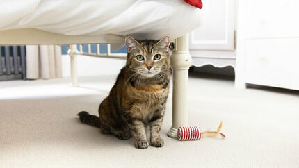 Brown cat with green eyes sitting under the bed.