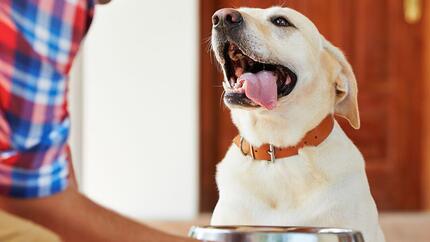 Happy dog with tongue sticking out