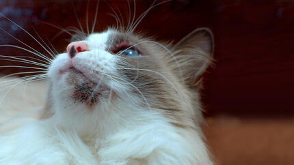 Close up of cat with cat acne on chin