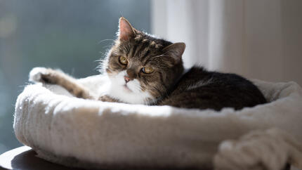 older cat in a bed