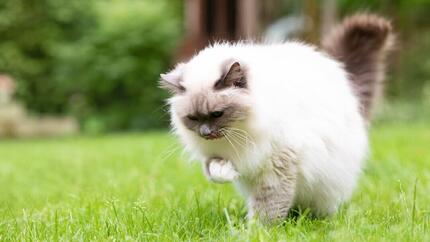 Cat with hairball