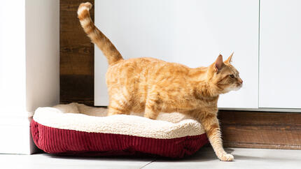 Ginger cat stepping out of cat bed