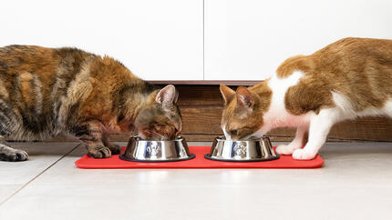 Two cats eating from a bowl