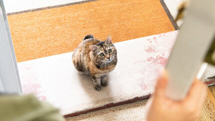 Cat sitting on door step as door opens