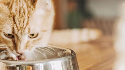 Is milk bad for cats kidneys outlet