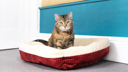 Cat sitting in red bed