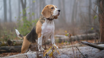 Dog standing on log in woods